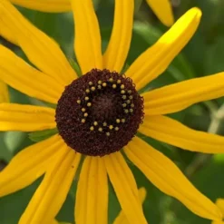 Sweet Coneflower (Rudbeckia Subtomentosa) - 1 Gallon Pot -Outlet Aegis Garden Store rudbeckia subtomentosa sweet coneflower 7