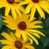 Sweet Coneflower (Rudbeckia Subtomentosa) - 1 Gallon Pot -Outlet Aegis Garden Store rudbeckia subtomentosa sweet coneflower 8