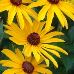 Sweet Coneflower (Rudbeckia Subtomentosa) - 1 Gallon Pot