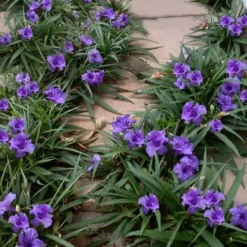 Katie Purple Dwarf Mexican Petunia (Ruellia) - 10 Pack Of Quart Pots