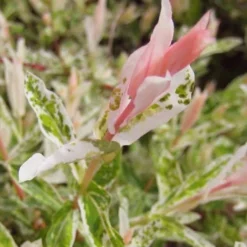 Flamingo Dappled Willow (Shrub Form) - 2 Gallon Pot -Outlet Aegis Garden Store salix integra flamingo dappled willow bush 3