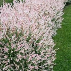 Flamingo Dappled Willow (Shrub Form) - 2 Gallon Pot -Outlet Aegis Garden Store salix integra flamingo dappled willow bush 4