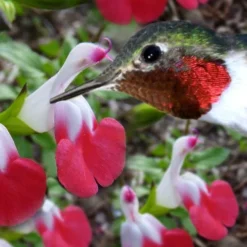 Hot Lips Sage - Salvia Microphylla - 7.5" Pot -Outlet Aegis Garden Store salvia microphylla hot lips sage 102