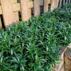 Fragrant Valley Sweetbox (Sarcococca) - 2 Gallon Pot -Outlet Aegis Garden Store sarcoccoca hookeriana sarsid 1 fragrant valley sweetbox 10