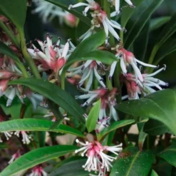 Fragrant Valley Sweetbox (Sarcococca) - 2 Gallon Pot -Outlet Aegis Garden Store sarcoccoca hookeriana sarsid 1 fragrant valley sweetbox 5