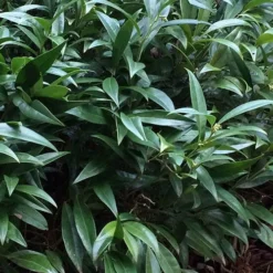 Fragrant Valley Sweetbox (Sarcococca) - 2 Gallon Pot -Outlet Aegis Garden Store sarcoccoca hookeriana sarsid 1 fragrant valley sweetbox 6