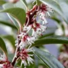 Fragrant Valley Sweetbox (Sarcococca) - 2 Gallon Pot 1 Fragrant Valley Sweetbox (Sarcococca) - 2 Gallon Pot -Outlet Aegis Garden Store sarcoccoca hookeriana sarsid 1 fragrant valley sweetbox 7