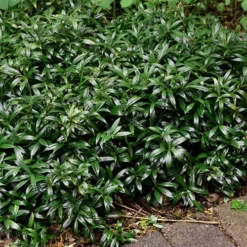 Fragrant Valley Sweetbox (Sarcococca) - 2 Gallon Pot -Outlet Aegis Garden Store sarcoccoca hookeriana sarsid 1 fragrant valley sweetbox 9
