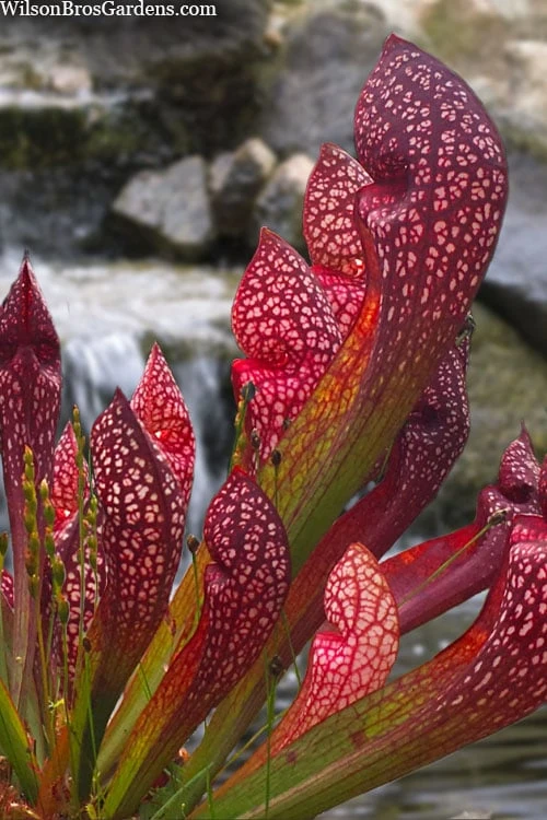 Scarlet Belle Pitcher Plant (Sarracenia) - 2.5 Quart Pot 3 Scarlet Belle Pitcher Plant (Sarracenia) - 2.5 Quart Pot