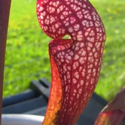 Scarlet Belle Pitcher Plant (Sarracenia) - 2.5 Quart Pot 18 Scarlet Belle Pitcher Plant (Sarracenia) - 2.5 Quart Pot -Outlet Aegis Garden Store sarracenia scarlet belle pitcher plant 2