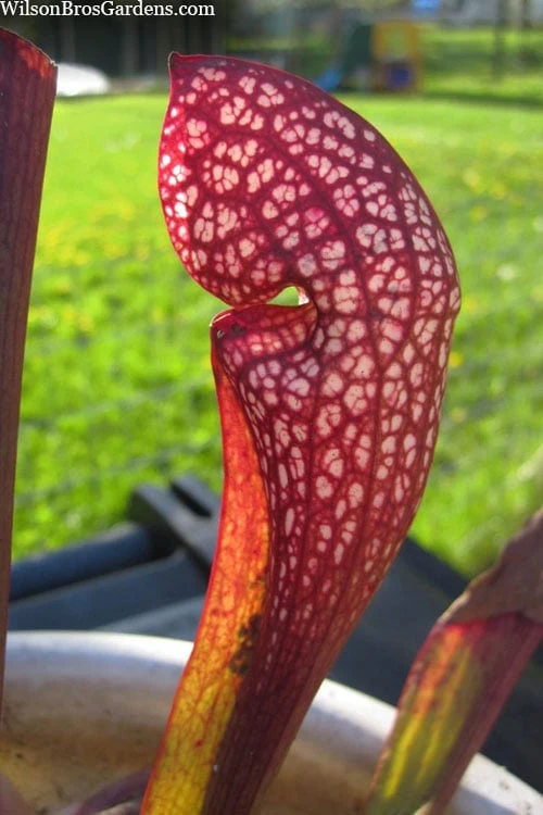 Scarlet Belle Pitcher Plant (Sarracenia) - 2.5 Quart Pot 8 Scarlet Belle Pitcher Plant (Sarracenia) - 2.5 Quart Pot - Image 6