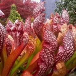 Scarlet Belle Pitcher Plant (Sarracenia) - 2.5 Quart Pot 22 Scarlet Belle Pitcher Plant (Sarracenia) - 2.5 Quart Pot -Outlet Aegis Garden Store sarracenia scarlet belle pitcher plant 3