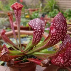 Scarlet Belle Pitcher Plant (Sarracenia) - 2.5 Quart Pot 16 Scarlet Belle Pitcher Plant (Sarracenia) - 2.5 Quart Pot -Outlet Aegis Garden Store sarracenia scarlet belle pitcher plant 6