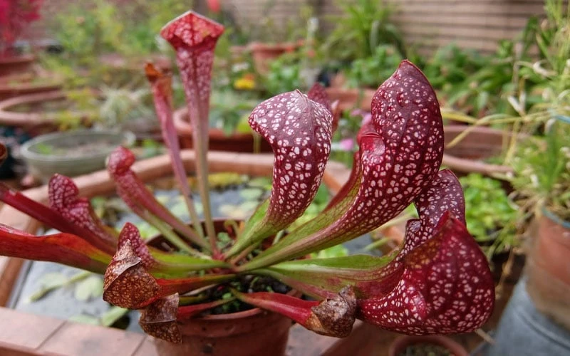 Scarlet Belle Pitcher Plant (Sarracenia) - 2.5 Quart Pot 6 Scarlet Belle Pitcher Plant (Sarracenia) - 2.5 Quart Pot - Image 4