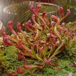 Scarlet Belle Pitcher Plant (Sarracenia) - 2.5 Quart Pot 21 Scarlet Belle Pitcher Plant (Sarracenia) - 2.5 Quart Pot -Outlet Aegis Garden Store sarracenia scarlet belle pitcher plant 7