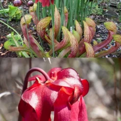 Scarlet Belle Pitcher Plant (Sarracenia) - 2.5 Quart Pot 23 Scarlet Belle Pitcher Plant (Sarracenia) - 2.5 Quart Pot -Outlet Aegis Garden Store sarracenia scarlet belle pitcher plant 8