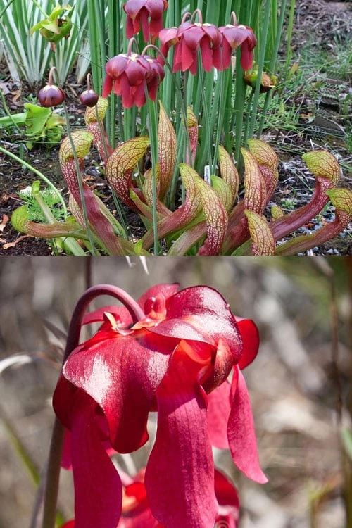 Scarlet Belle Pitcher Plant (Sarracenia) - 2.5 Quart Pot 13 Scarlet Belle Pitcher Plant (Sarracenia) - 2.5 Quart Pot - Image 11