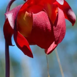 Scarlet Belle Pitcher Plant (Sarracenia) - 2.5 Quart Pot 17 Scarlet Belle Pitcher Plant (Sarracenia) - 2.5 Quart Pot -Outlet Aegis Garden Store sarracenia scarlet belle pitcher plant 9