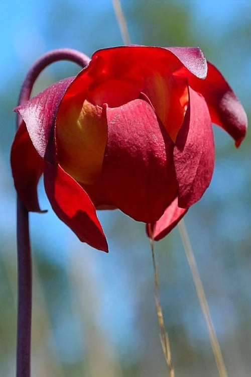 Scarlet Belle Pitcher Plant (Sarracenia) - 2.5 Quart Pot 7 Scarlet Belle Pitcher Plant (Sarracenia) - 2.5 Quart Pot - Image 5