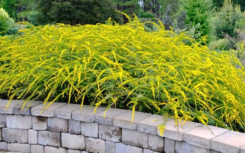 Fireworks Goldenrod (Solidago) - 1 Gallon Pot 8 Fireworks Goldenrod (Solidago) - 1 Gallon Pot - Image 6