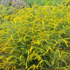 Fireworks Goldenrod (Solidago) - 1 Gallon Pot 15 Fireworks Goldenrod (Solidago) - 1 Gallon Pot -Outlet Aegis Garden Store solidago rugosum fireworks goldenrod 25