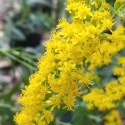 Solar Cascade Goldenrod (Solidago Shortii) - 1 Gallon Pot -Outlet Aegis Garden Store solidago shortii solar cascade goldenrod 3
