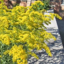 Solar Cascade Goldenrod (Solidago Shortii) - 1 Gallon Pot -Outlet Aegis Garden Store solidago shortii solar cascade goldenrod 6