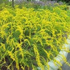 Solar Cascade Goldenrod (Solidago Shortii) - 1 Gallon Pot -Outlet Aegis Garden Store solidago shortii solar cascade goldenrod 7