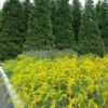 Solar Cascade Goldenrod (Solidago Shortii) - 1 Gallon Pot 2 Solar Cascade Goldenrod (Solidago Shortii) - 1 Gallon Pot -Outlet Aegis Garden Store solidago shortii solar cascade goldenrod 8