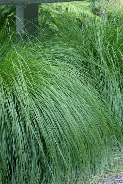 Prairie Dropseed Grass (Sporobolis Heterolepis) - 6 Pack Of 1 Gallon Pots 8 Prairie Dropseed Grass (Sporobolis Heterolepis) - 6 Pack Of 1 Gallon Pots - Image 6