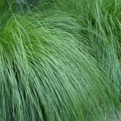 Prairie Dropseed Grass (Sporobolis Heterolepis) - 8 Pack Of 1 Gallon Pots 16 Prairie Dropseed Grass (Sporobolis Heterolepis) - 8 Pack Of 1 Gallon Pots -Outlet Aegis Garden Store sporobolis heterolepis prairie dropseed grass 1