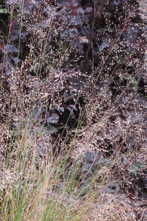 Prairie Dropseed Grass (Sporobolis Heterolepis) - 6 Pack Of 1 Gallon Pots 9 Prairie Dropseed Grass (Sporobolis Heterolepis) - 6 Pack Of 1 Gallon Pots - Image 7