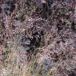 Prairie Dropseed Grass (Sporobolis Heterolepis) - 8 Pack Of 1 Gallon Pots 17 Prairie Dropseed Grass (Sporobolis Heterolepis) - 8 Pack Of 1 Gallon Pots -Outlet Aegis Garden Store sporobolis heterolepis prairie dropseed grass 10