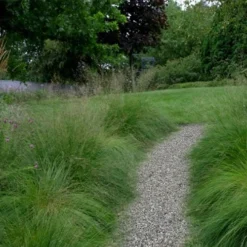 Prairie Dropseed Grass (Sporobolis Heterolepis) - 8 Pack Of 1 Gallon Pots 14 Prairie Dropseed Grass (Sporobolis Heterolepis) - 8 Pack Of 1 Gallon Pots -Outlet Aegis Garden Store sporobolis heterolepis prairie dropseed grass 17