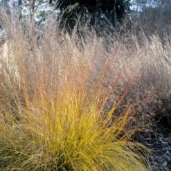 Prairie Dropseed Grass (Sporobolis Heterolepis) - 6 Pack Of 1 Gallon Pots 19 Prairie Dropseed Grass (Sporobolis Heterolepis) - 6 Pack Of 1 Gallon Pots -Outlet Aegis Garden Store sporobolis heterolepis prairie dropseed grass 18 1