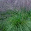 Prairie Dropseed Grass (Sporobolis Heterolepis) - 8 Pack Of 1 Gallon Pots