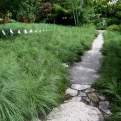 Prairie Dropseed Grass (Sporobolis Heterolepis) - 6 Pack Of 1 Gallon Pots 15 Prairie Dropseed Grass (Sporobolis Heterolepis) - 6 Pack Of 1 Gallon Pots -Outlet Aegis Garden Store sporobolis heterolepis prairie dropseed grass 2 1