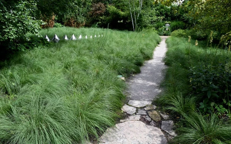 Prairie Dropseed Grass (Sporobolis Heterolepis) - 8 Pack Of 1 Gallon Pots 7 Prairie Dropseed Grass (Sporobolis Heterolepis) - 8 Pack Of 1 Gallon Pots - Image 5