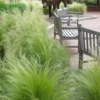 Pony Tails Mexican Feather Grass - Stipa Tennuissima - 6 Pack Of 1 Gallon Pots -Outlet Aegis Garden Store stipa tenuissima ponytails mexican feather grass 102 3