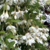 Fragrant Fountain Weeping Japanese Snowbell Tree - 5 Gallon Pot -Outlet Aegis Garden Store styrax japonica fragrant fountain weeping japanese snowbell tree 3