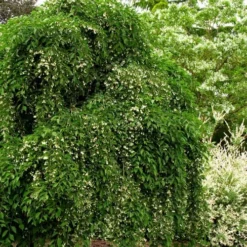 Fragrant Fountain Weeping Japanese Snowbell Tree - 5 Gallon Pot -Outlet Aegis Garden Store styrax japonica fragrant fountain weeping japanese snowbell tree 5