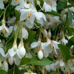 Fragrant Fountain Weeping Japanese Snowbell Tree - 5 Gallon Pot -Outlet Aegis Garden Store styrax japonica fragrant fountain weeping japanese snowbell tree 6