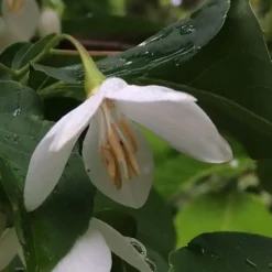 Fragrant Fountain Weeping Japanese Snowbell Tree - 5 Gallon Pot -Outlet Aegis Garden Store styrax japonica fragrant fountain weeping japanese snowbell tree 7