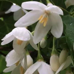 Fragrant Fountain Weeping Japanese Snowbell Tree - 5 Gallon Pot -Outlet Aegis Garden Store styrax japonica fragrant fountain weeping japanese snowbell tree 8