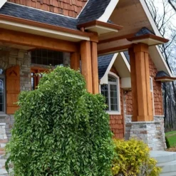 Fragrant Fountain Weeping Japanese Snowbell Tree - 5 Gallon Pot -Outlet Aegis Garden Store styrax japonica fragrant fountain weeping japanese snowbell tree 9