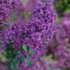 Bloomerang Dark Purple Lilac - 2 Gallon Pot -Outlet Aegis Garden Store syringa bloomerang dark purple lilac 24 2