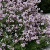 Palibin Dwarf Lilac Bush - 3 Gallon Pot -Outlet Aegis Garden Store syringa meyeri palibin dwarf lilac 9