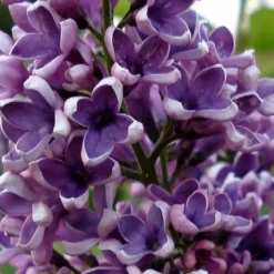 Albert F. Holden Purple French Lilac (Syringa) - 3 Gallon Pot -Outlet Aegis Garden Store syringa vulgaris albert f holden lilac 1