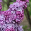 Katherine Havemeyer French Lilac (Syringa) - 1 Gallon Pot -Outlet Aegis Garden Store syringa vulgaris katherine havemeyer lilac 9