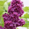 Ludwig Spaeth French Lilac (Syringa) - 1 Gallon Pot -Outlet Aegis Garden Store syringa vulgaris ludwig spaeth lilac 3